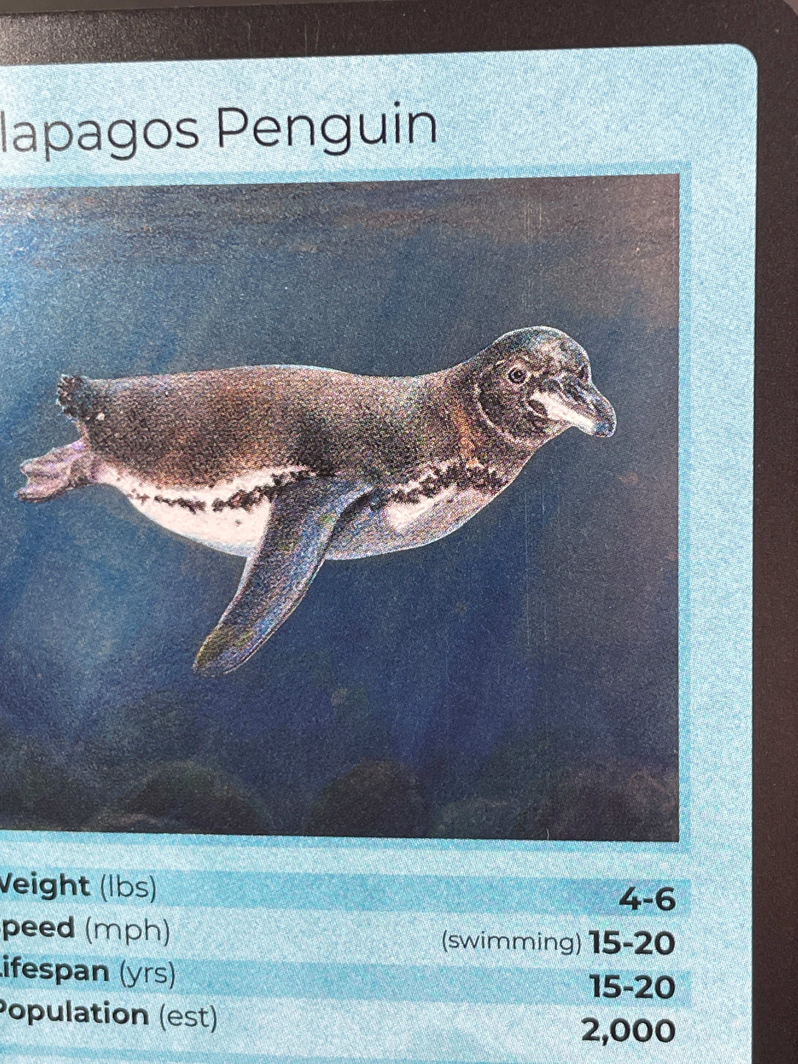Galapagos Penguin — Birds Holo #22/130 | LIFE TCG | 1st Edition (Pop: 2,000)