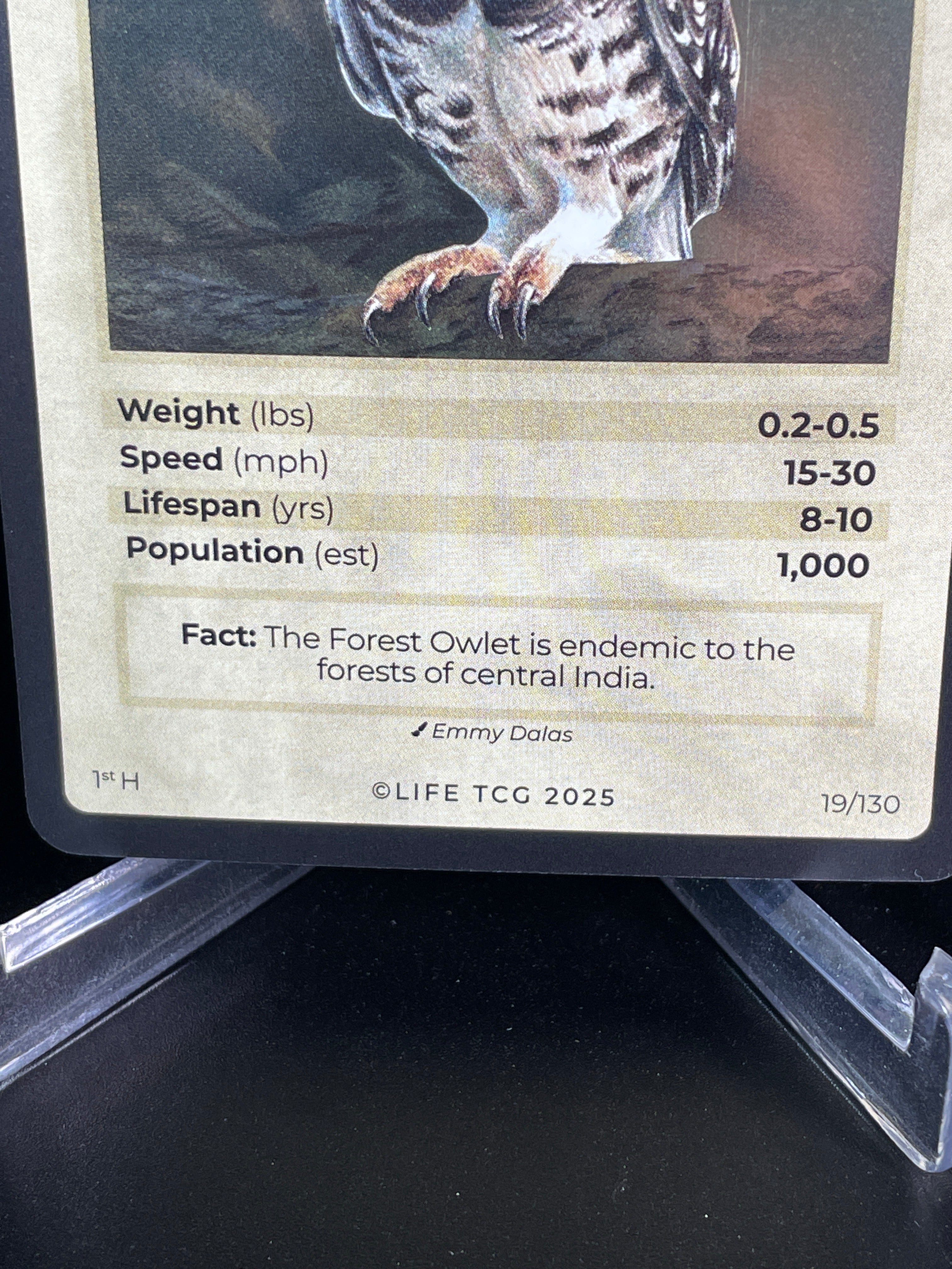 Forest Owlet — Birds Holo #19/130 | LIFE TCG | 1st Edition (Pop: 1,000)