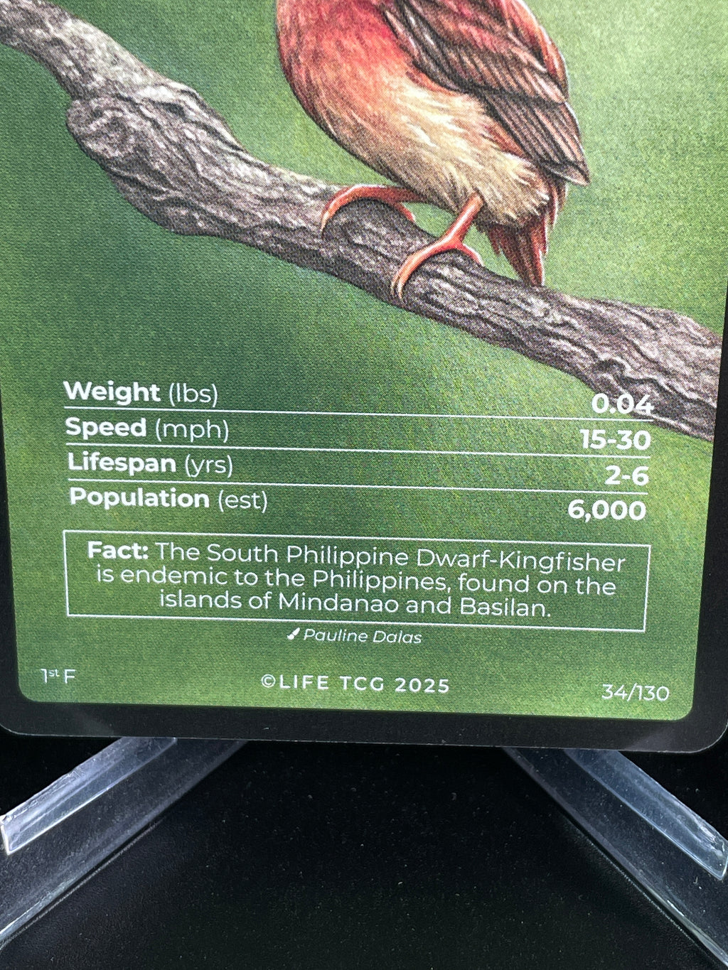 South Philippine Dwarf-Kingfisher — Birds Full Art #34/130 | LIFE TCG | 1st Edition (Pop: 600)