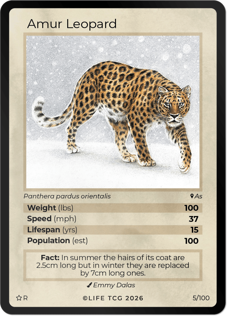 LIFE TCG Mammals Special Edition - Choose Your Card - Holos, Rares, Extended Arts, Full Arts (Rare, 5R - Amur Leopard 5/100)