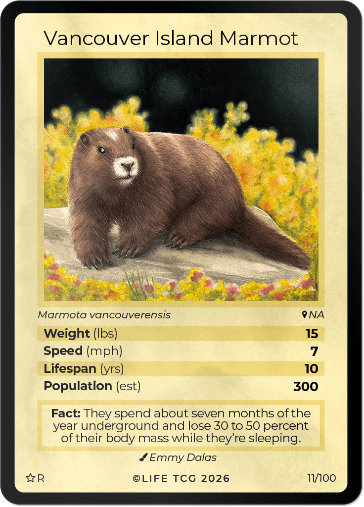 LIFE TCG Mammals Special Edition - Choose Your Card - Holos, Rares, Extended Arts, Full Arts (Rare, 11R - Vancouver Island Marmot 11/100)