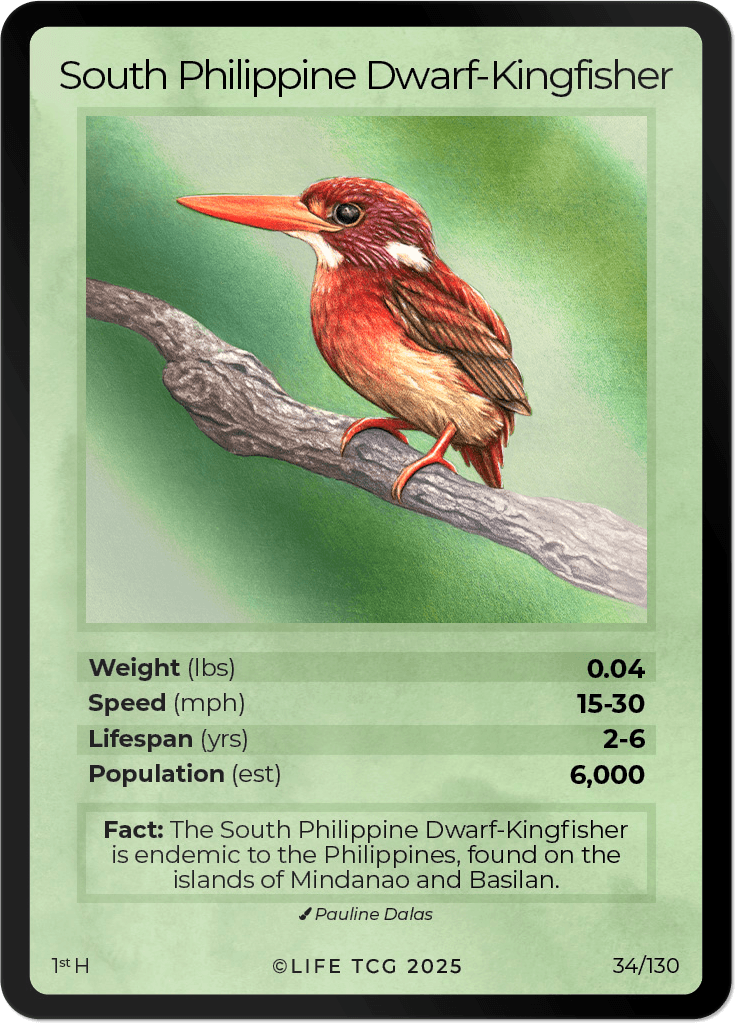 LIFE TCG Birds 1st Edition - Choose Your Card - Holos, Full Arts, Rares (Holo, 34H - South Philippine Dwarf-Kingfisher 34/130)
