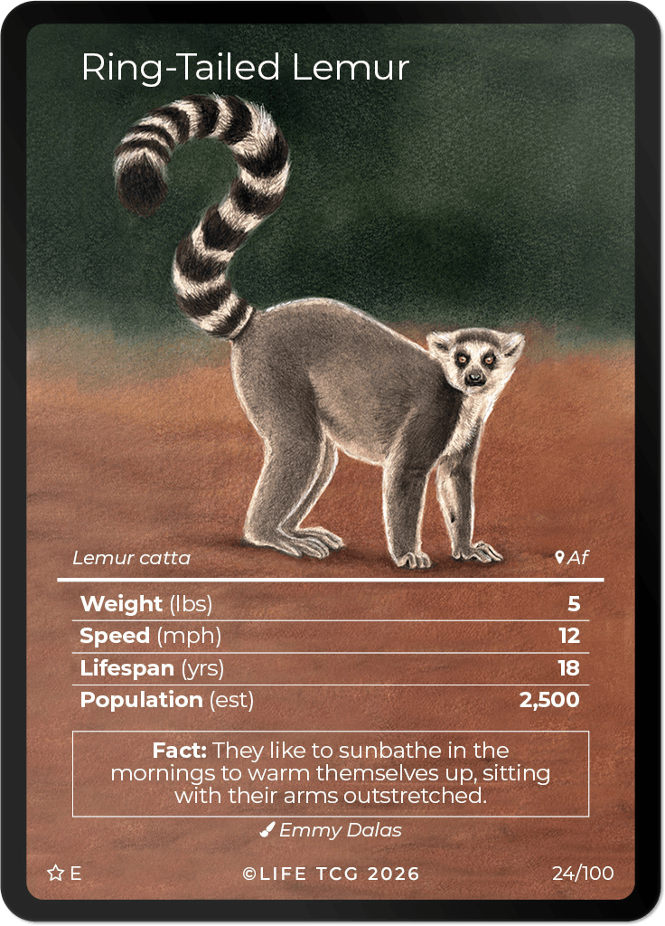 LIFE TCG Mammals Special Edition - Choose Your Card - Holos, Rares, Extended Arts, Full Arts (Extended Art, 24E - Ring-Tailed Lemur 24/100)