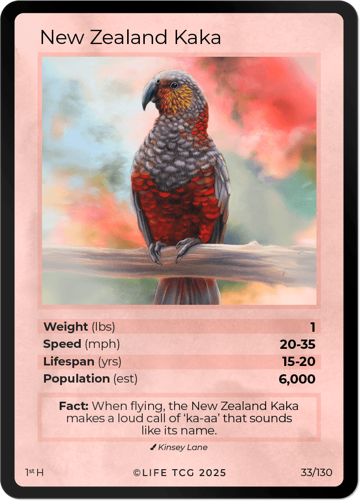 LIFE TCG Birds 1st Edition - Choose Your Card - Holos, Full Arts, Rares (Holo, 33H - New Zealand Kaka 33/130)