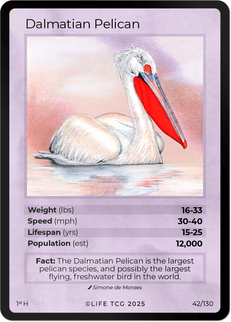 LIFE TCG Birds 1st Edition - Choose Your Card - Holos, Full Arts, Rares (Holo, 42H - Dalmatian Pelican 42/130)