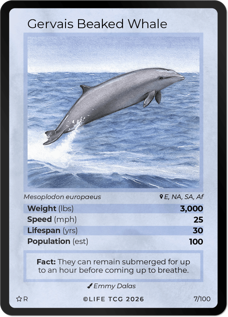 LIFE TCG Mammals Special Edition - Choose Your Card - Holos, Rares, Extended Arts, Full Arts (Rare, 7R - Gervais Beaked Whale 7/100)