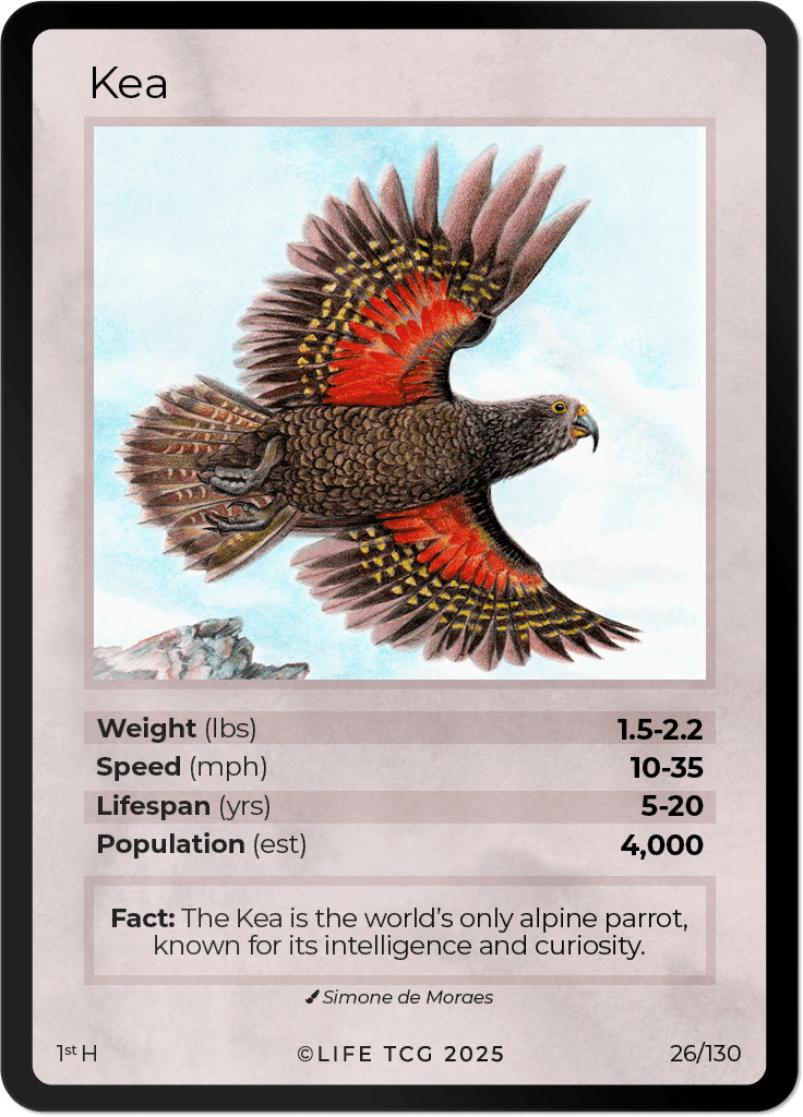 LIFE TCG Birds 1st Edition - Choose Your Card - Holos, Full Arts, Rares (Holo, 26H - Kea 26/130)