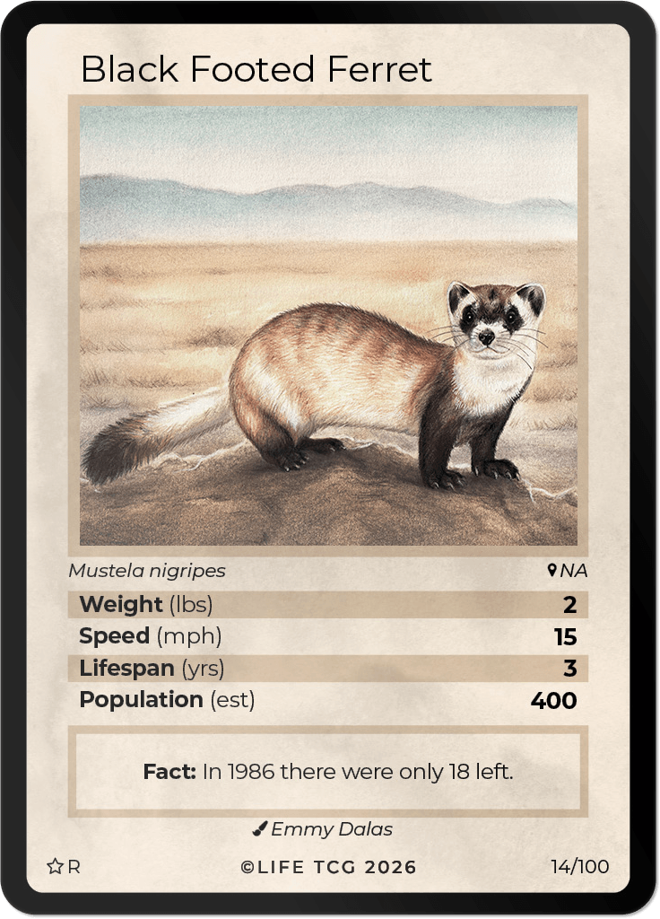 LIFE TCG Mammals Special Edition - Choose Your Card - Holos, Rares, Extended Arts, Full Arts (Rare, 14R - Black Footed Ferret 14/100)