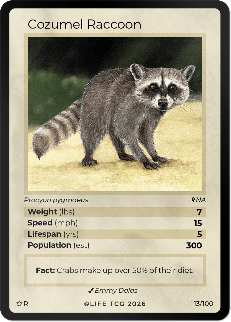 LIFE TCG Mammals Special Edition - Choose Your Card - Holos, Rares, Extended Arts, Full Arts (Rare, 13R - Cozumel Raccoon 13/100)