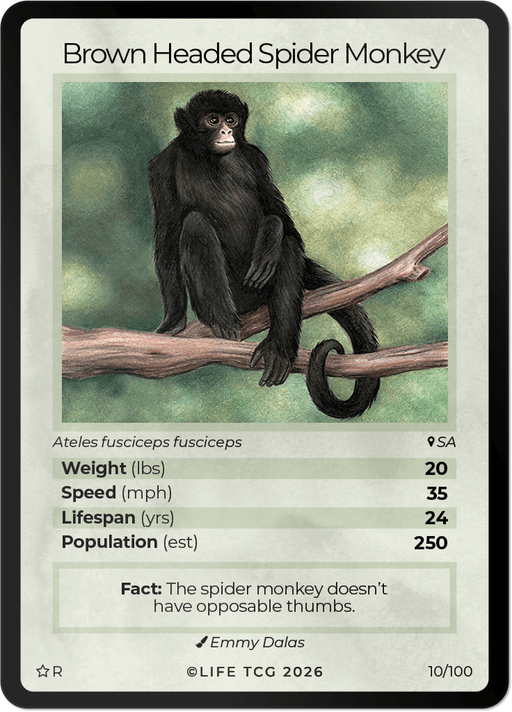 LIFE TCG Mammals Special Edition - Choose Your Card - Holos, Rares, Extended Arts, Full Arts (Rare, 10R - Brown Headed Spider Monkey 10/100)