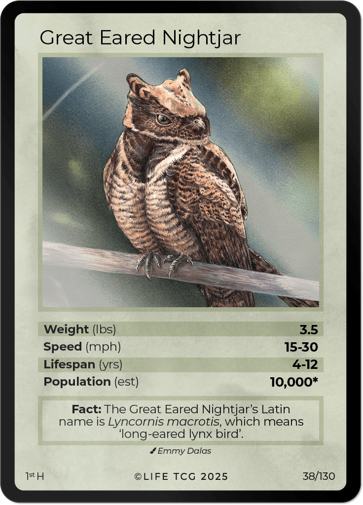 LIFE TCG Birds 1st Edition - Choose Your Card - Holos, Full Arts, Rares (Holo, 38H - Great Eared Nightjar 38/130)