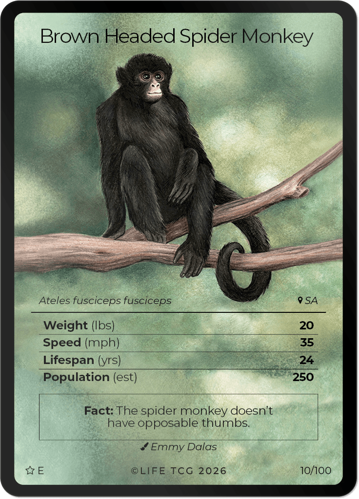 LIFE TCG Mammals Special Edition - Choose Your Card - Holos, Rares, Extended Arts, Full Arts (Extended Art, 10E - Brown Headed Spider Monkey 10/100)