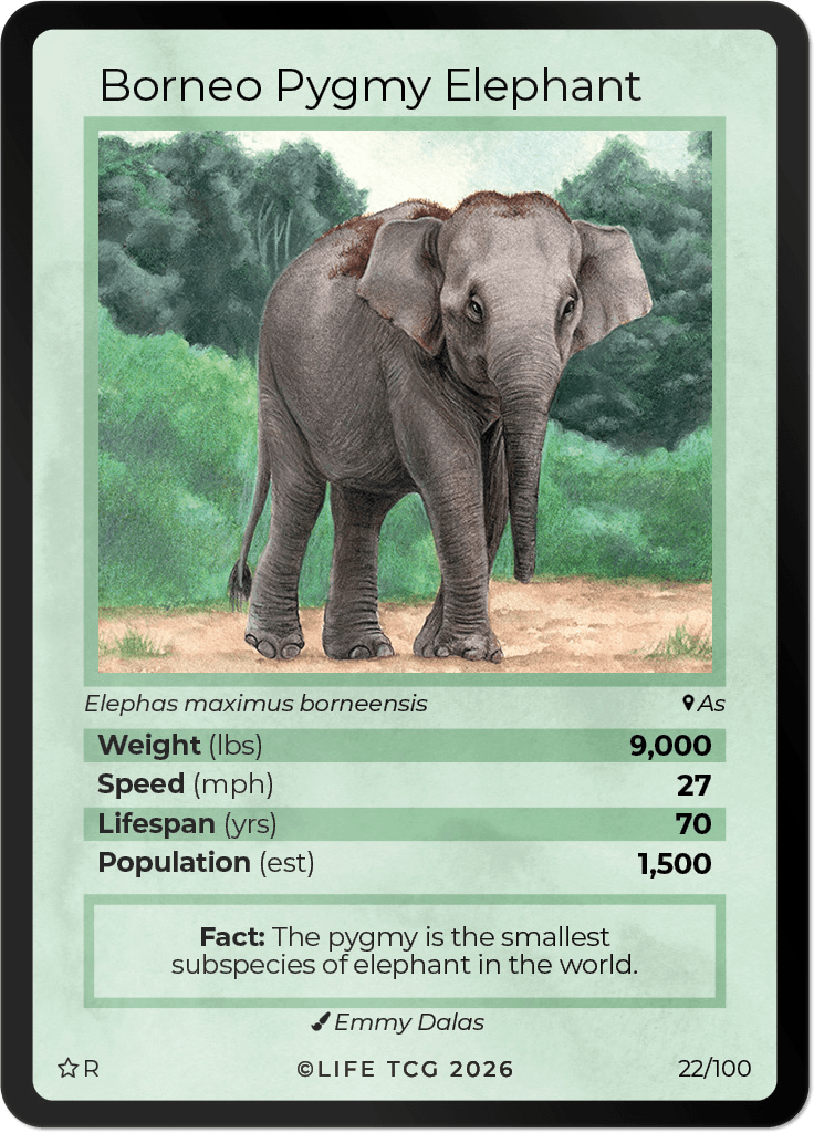 LIFE TCG Mammals Special Edition - Choose Your Card - Holos, Rares, Extended Arts, Full Arts (Rare, 22R - Borneo Pygmy Elephant 22/100)