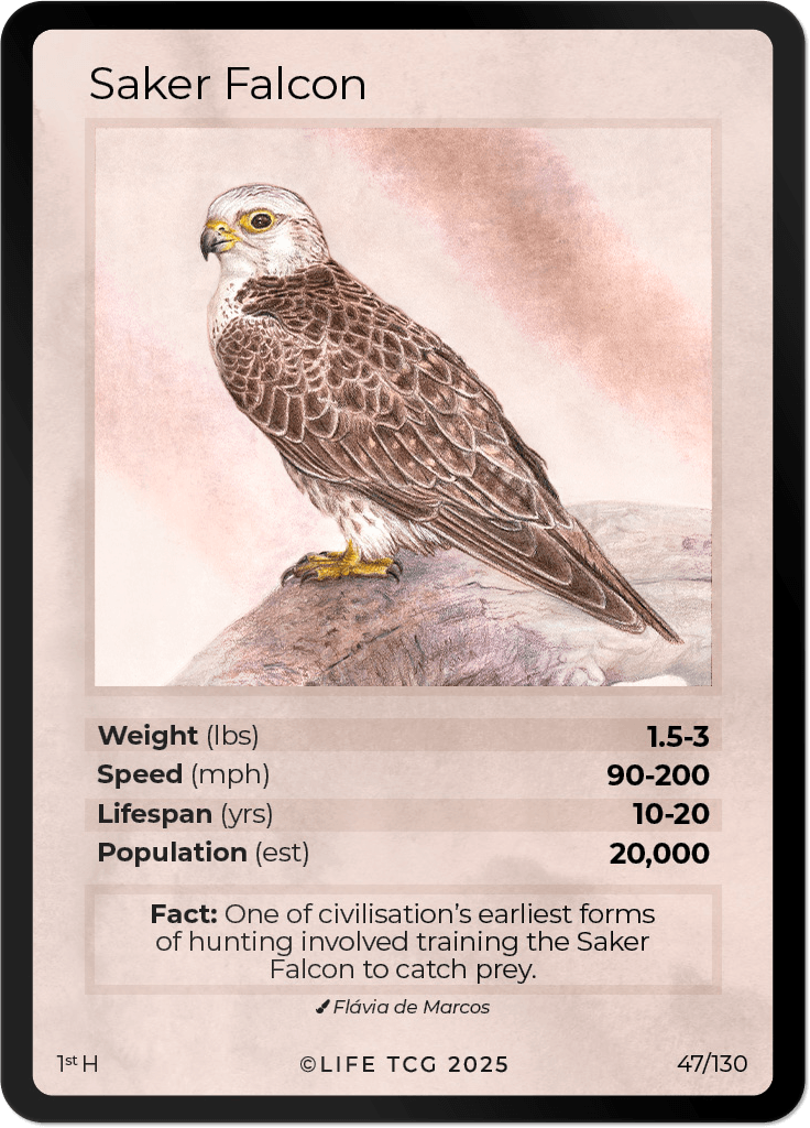 LIFE TCG Birds 1st Edition - Choose Your Card - Holos, Full Arts, Rares (Holo, 47H - Saker Falcon 47/130)
