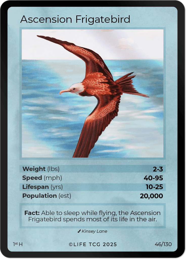 LIFE TCG Birds 1st Edition - Choose Your Card - Holos, Full Arts, Rares (Holo, 46H - Ascension Frigatebird 46/130)