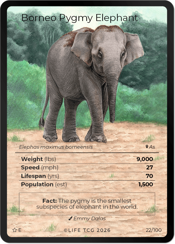 LIFE TCG Mammals Special Edition - Choose Your Card - Holos, Rares, Extended Arts, Full Arts (Extended Art, 22E - Borneo Pygmy Elephant 22/100)