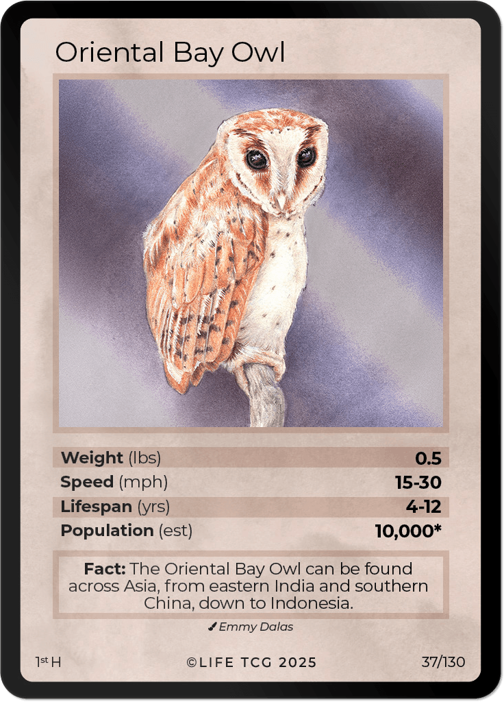 LIFE TCG Birds 1st Edition - Choose Your Card - Holos, Full Arts, Rares (Holo, 37H - Oriental Bay Owl 37/130)
