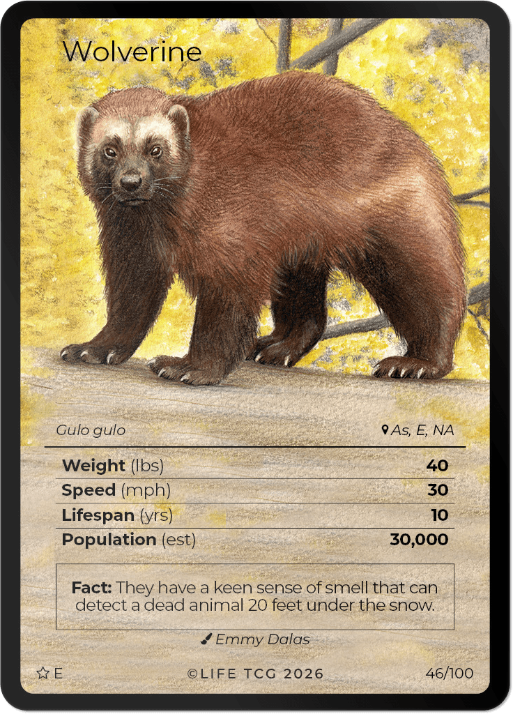 LIFE TCG Mammals Special Edition - Choose Your Card - Holos, Rares, Extended Arts, Full Arts (Extended Art, 46E - Wolverine 46/100)