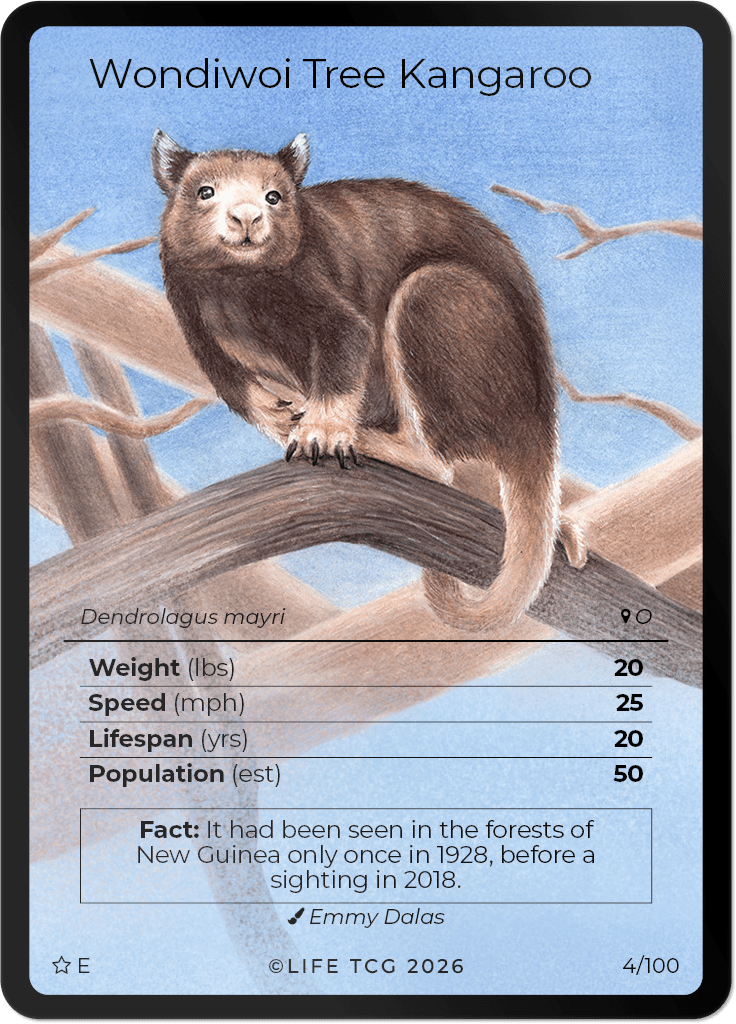 LIFE TCG Mammals Special Edition - Choose Your Card - Holos, Rares, Extended Arts, Full Arts (Extended Art, 4E - Wondiwoi Tree Kangaroo 4/100)