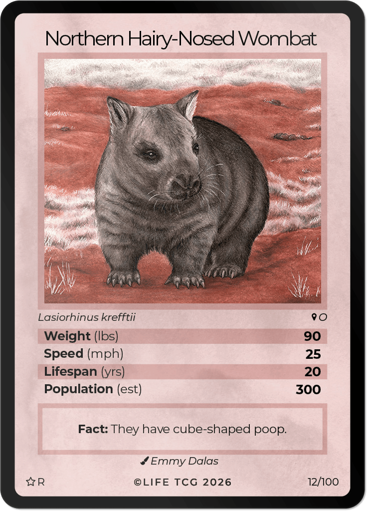 LIFE TCG Mammals Special Edition - Choose Your Card - Holos, Rares, Extended Arts, Full Arts (Rare, 12R - Northern Hairy-Nosed Wombat 12/100)