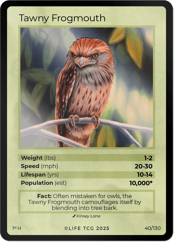 LIFE TCG Birds 1st Edition - Choose Your Card - Holos, Full Arts, Rares (Holo, 40H - Tawny Frogmouth 40/130)