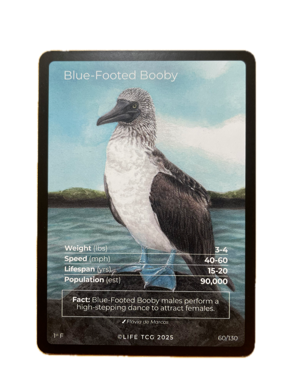 LIFE TCG Birds 1st Edition - Choose Your Card - Holos, Full Arts, Rares (Full Art, 60F - Blue-Footed Booby 60/130)