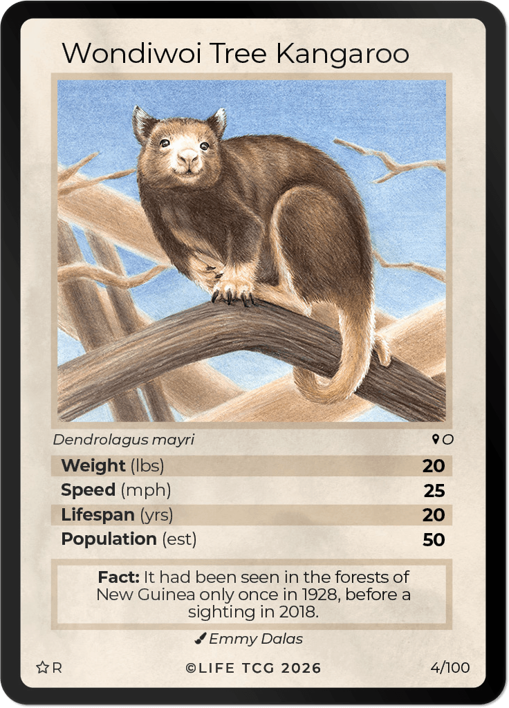 LIFE TCG Mammals Special Edition - Choose Your Card - Holos, Rares, Extended Arts, Full Arts (Rare, 4R - Wondiwoi Tree Kangaroo 4/100)
