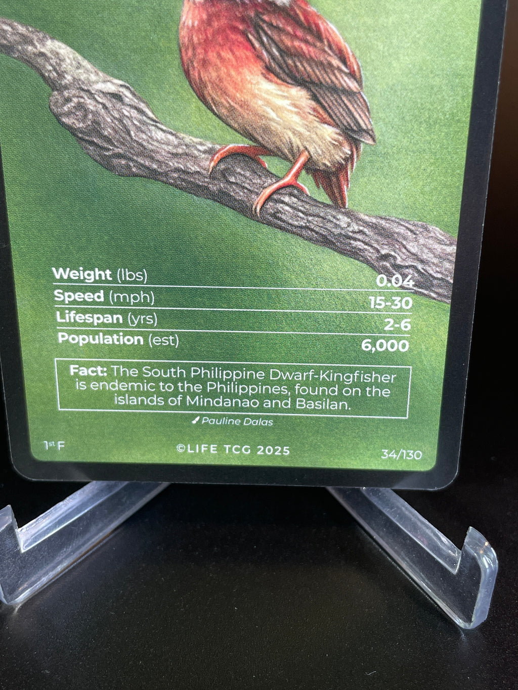 South Philippine Dwarf-Kingfisher — Birds Full Art #34/130 | LIFE TCG | 1st Edition (Pop: 600)