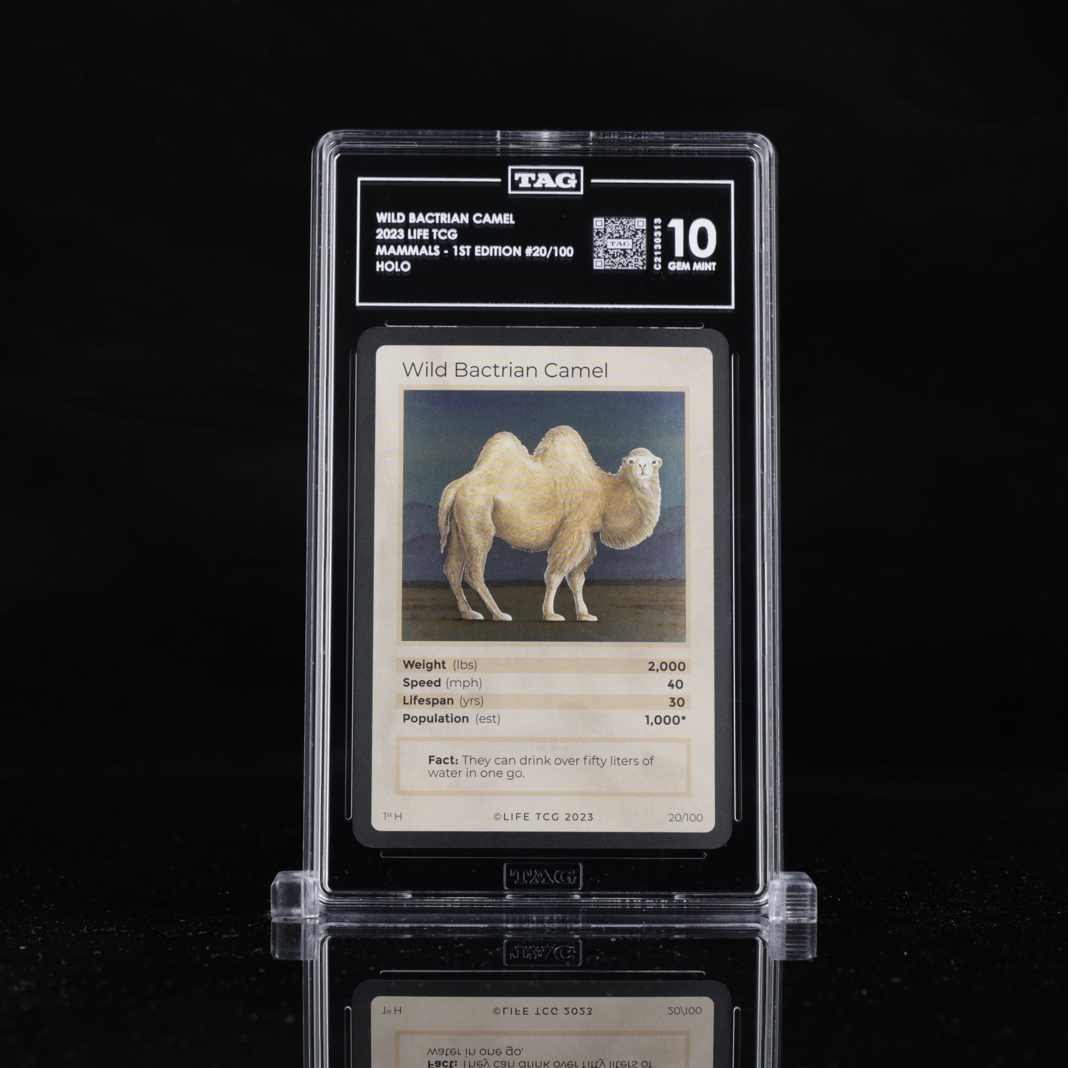 Wild Bactrian Camel - TAG 10 GEM MINT | Life TCG | Mammals 1st Edition | Holo