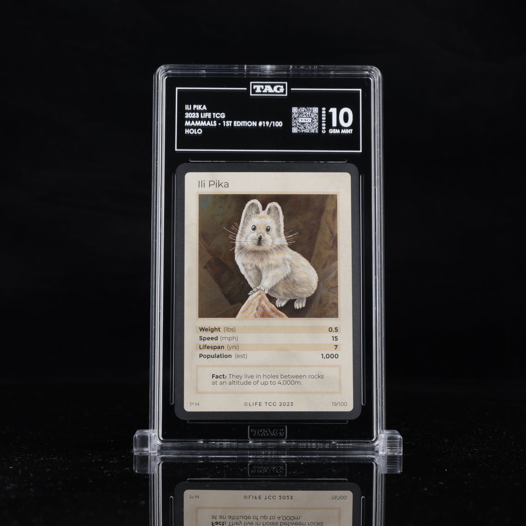Ili Pika - TAG 10 GEM MINT | Life TCG | Mammals 1st Edition | Holo