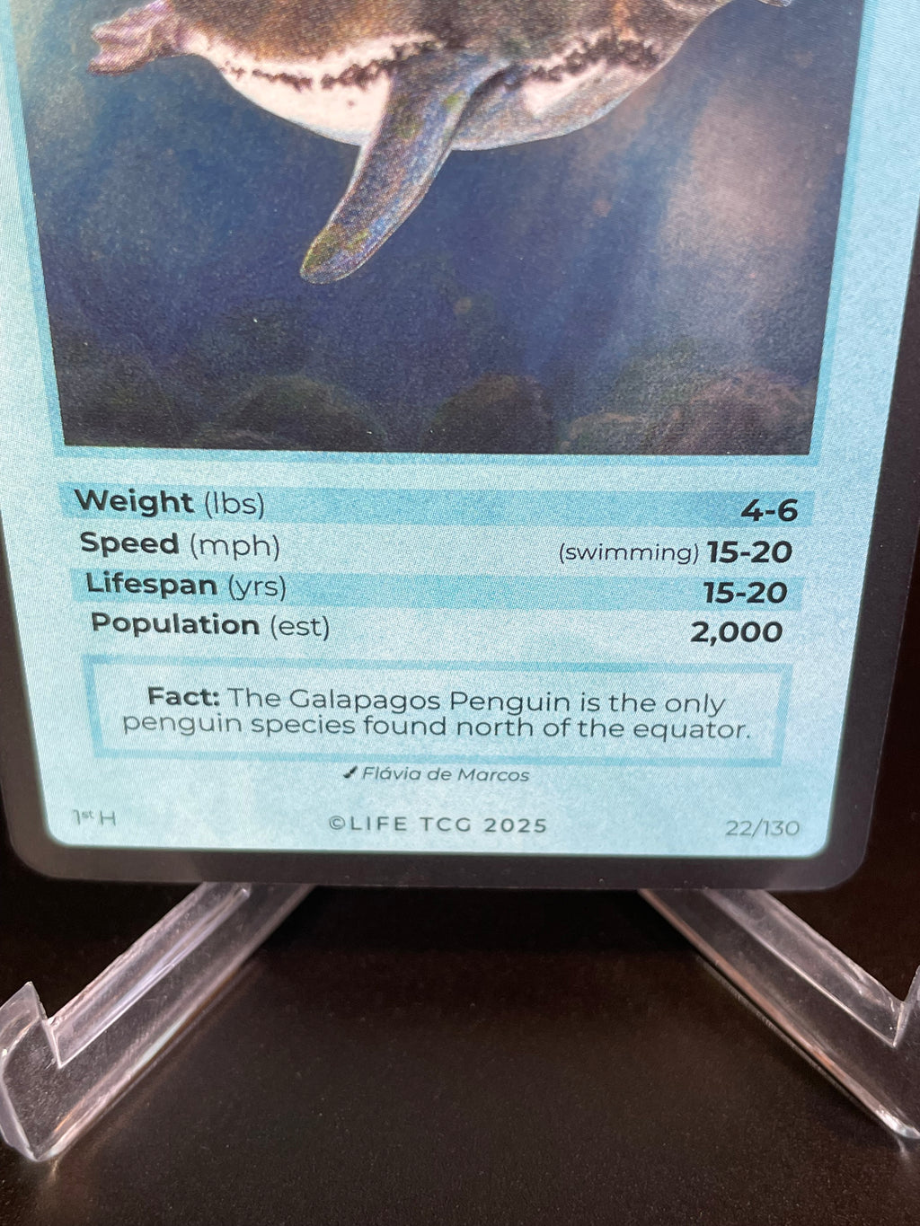 Galapagos Penguin — Birds Holo #22/130 | LIFE TCG | 1st Edition (Pop: 2,000)