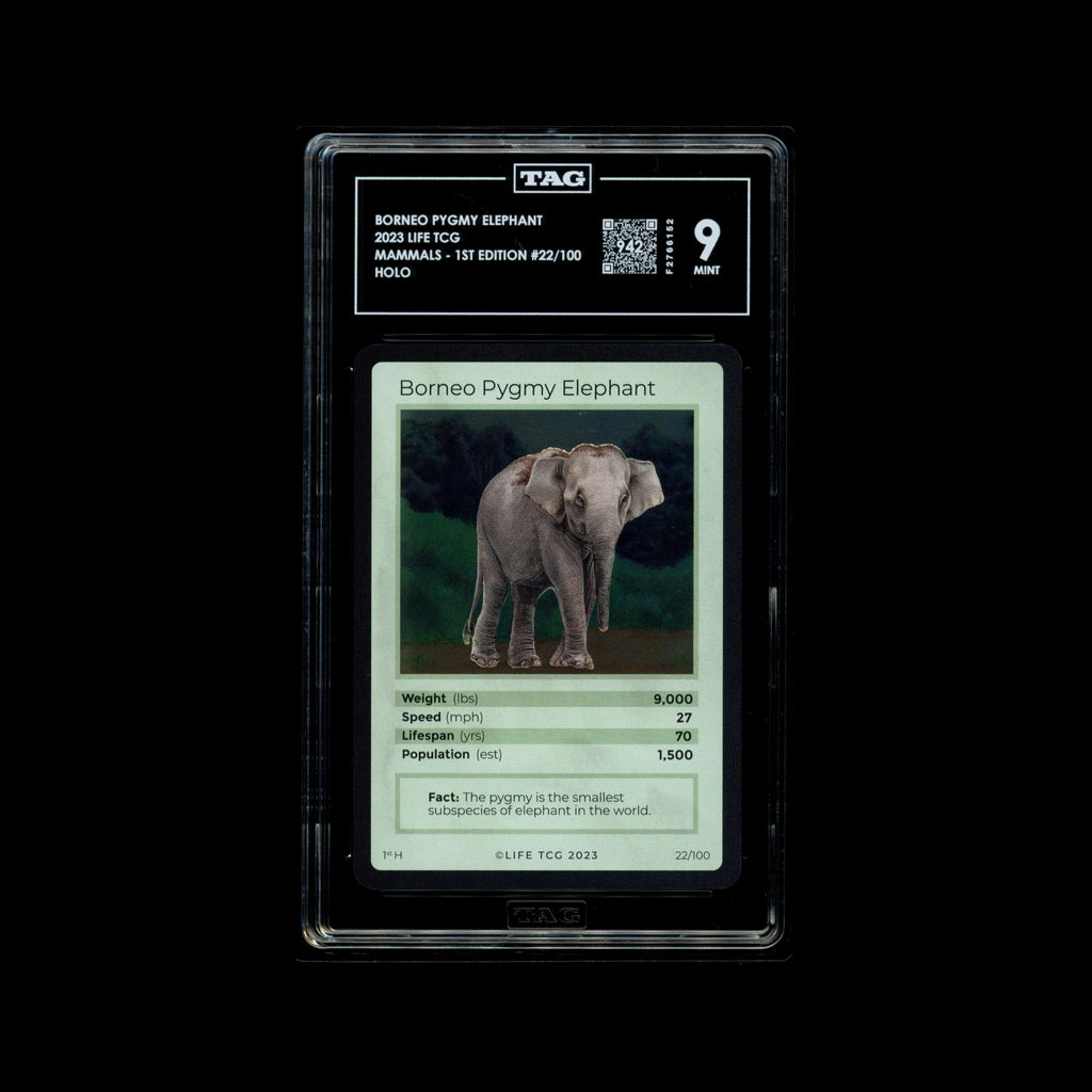 Borneo Pygmy Elephant #22/100 - TAG 9 MINT | LIFE TCG | Mammals 1st Edition | Holo