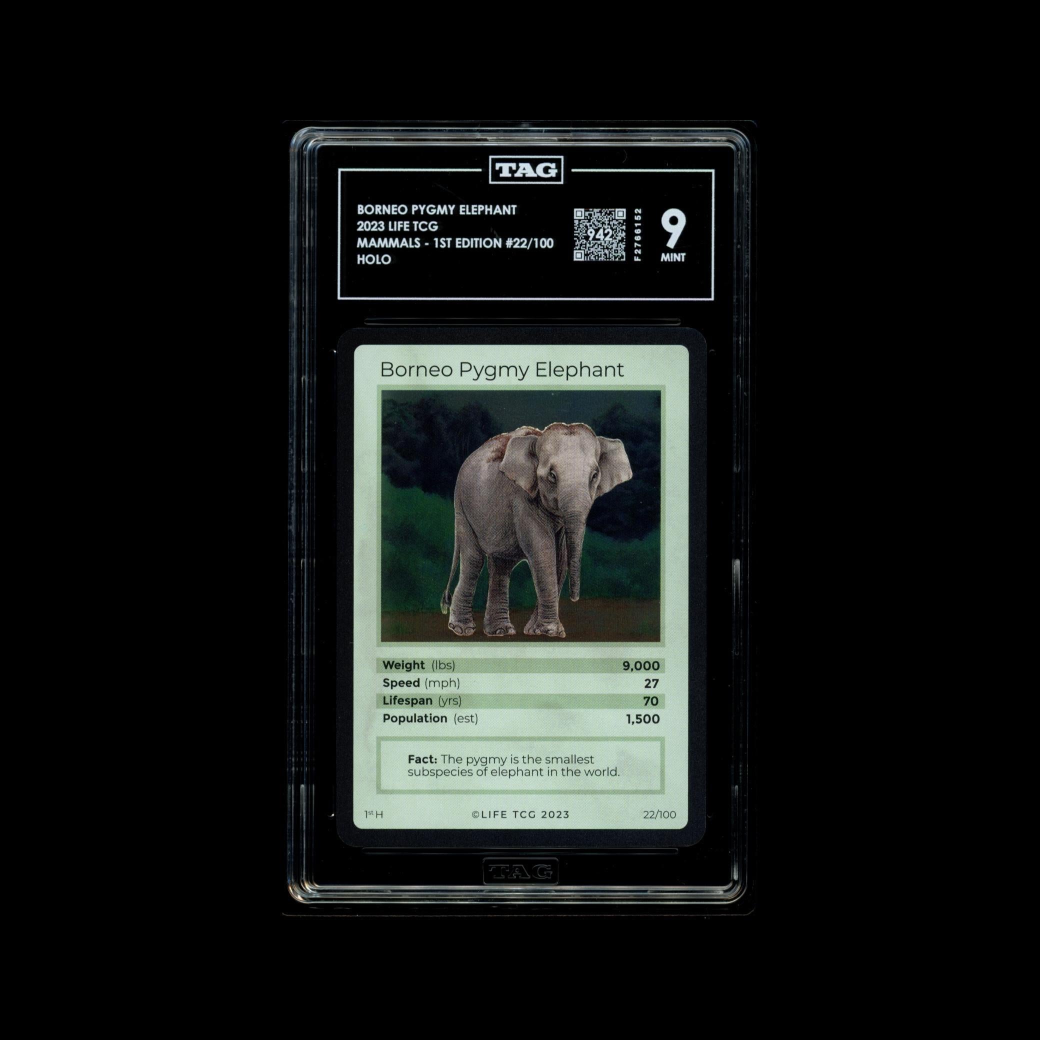 Borneo Pygmy Elephant #22/100 - TAG 9 MINT | LIFE TCG | Mammals 1st Edition | Holo