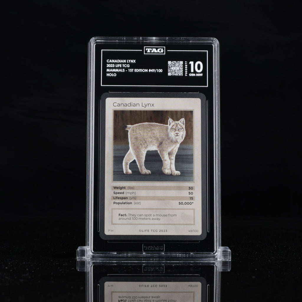 Canadian Lynx - TAG 10 GEM MINT | Life TCG | Mammals 1st Edition | Holo