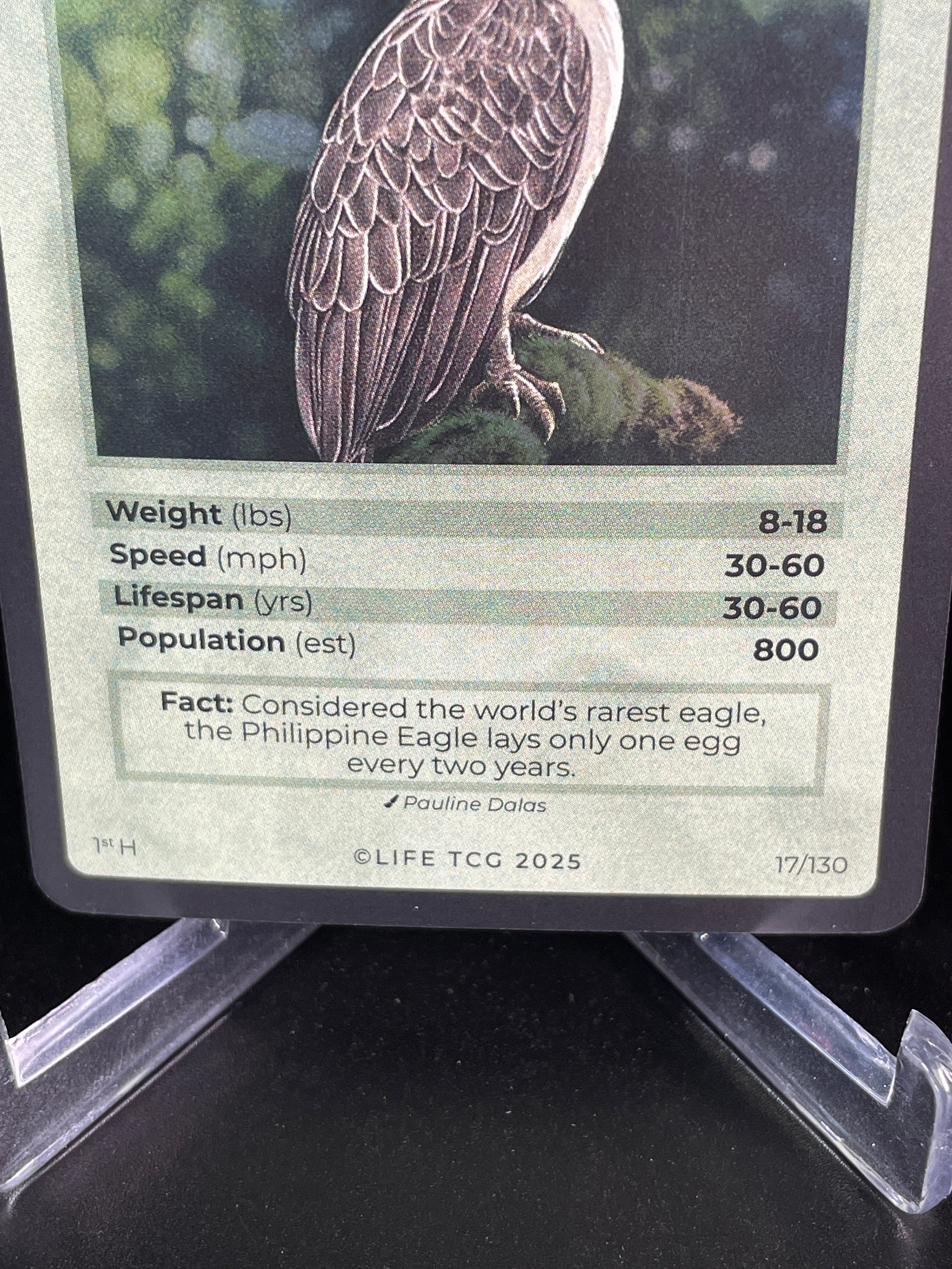 Philippine Eagle — Birds Holo #17/130 | LIFE TCG | 1st Edition (Pop: 800)