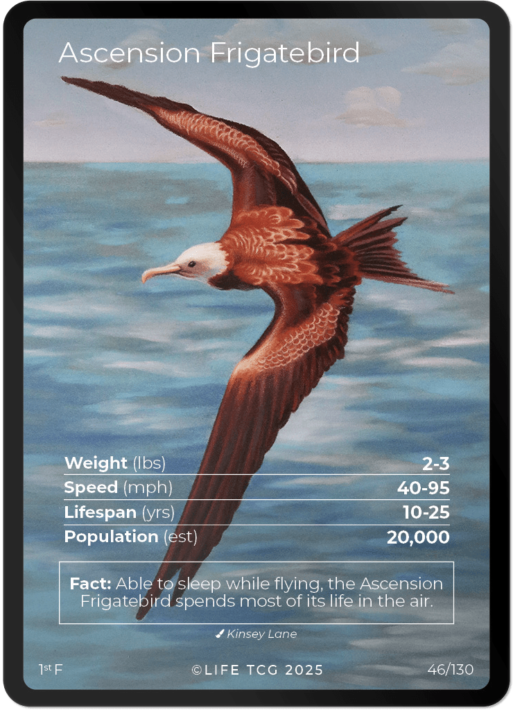 Ascension Frigatebird — Birds Full Art #46/130 | LIFE TCG | 1st Edition (Pop: 2,000)