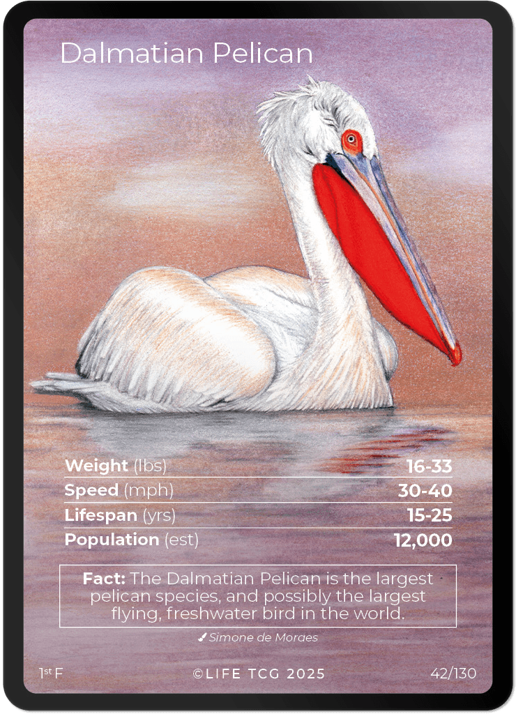Dalmatian Pelican — Birds Full Art #42/130 | LIFE TCG | 1st Edition (Pop: 1,200)
