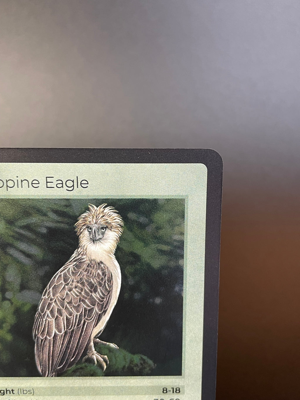 Philippine Eagle — Birds Holo #17/130 | LIFE TCG | 1st Edition (Pop: 800)