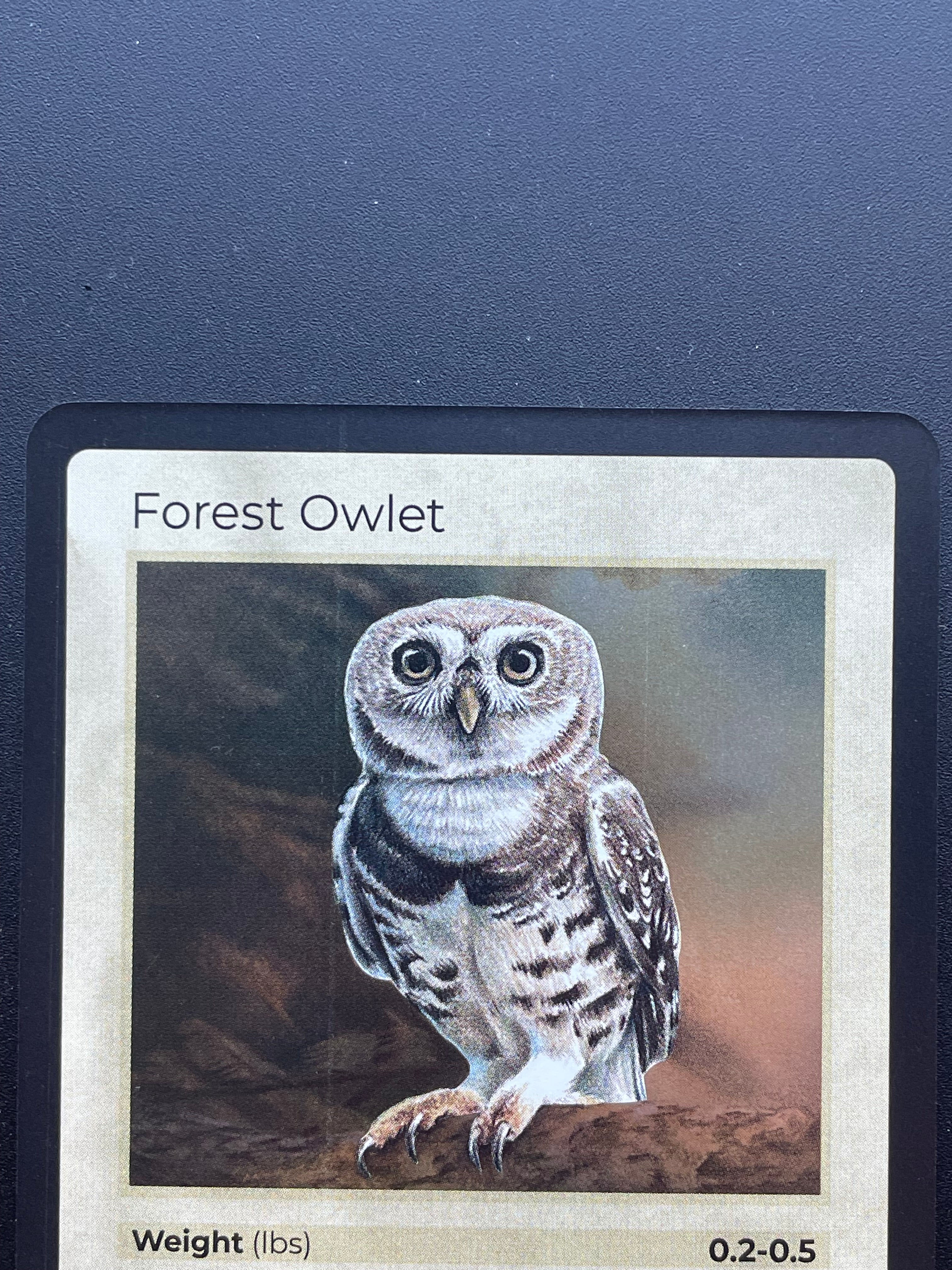 Forest Owlet — Birds Holo #19/130 | LIFE TCG | 1st Edition (Pop: 1,000)