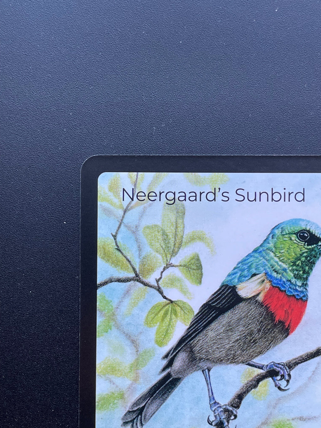 Neergaard's Sunbird — Birds Full Art #31/130 | LIFE TCG | 1st Edition (Pop: 500)