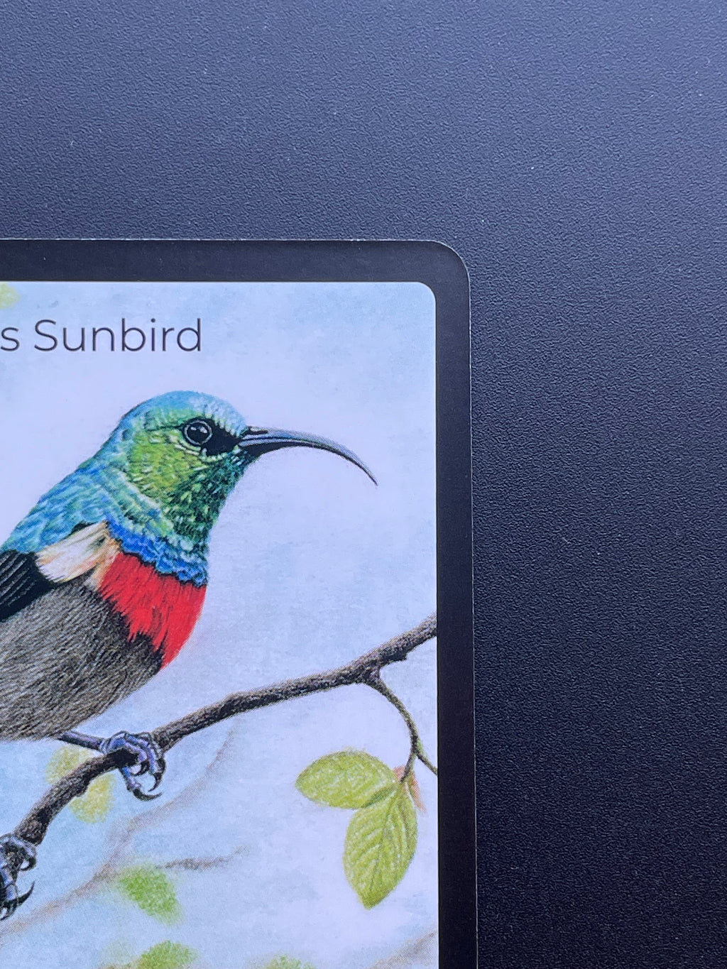 Neergaard's Sunbird — Birds Full Art #31/130 | LIFE TCG | 1st Edition (Pop: 500)