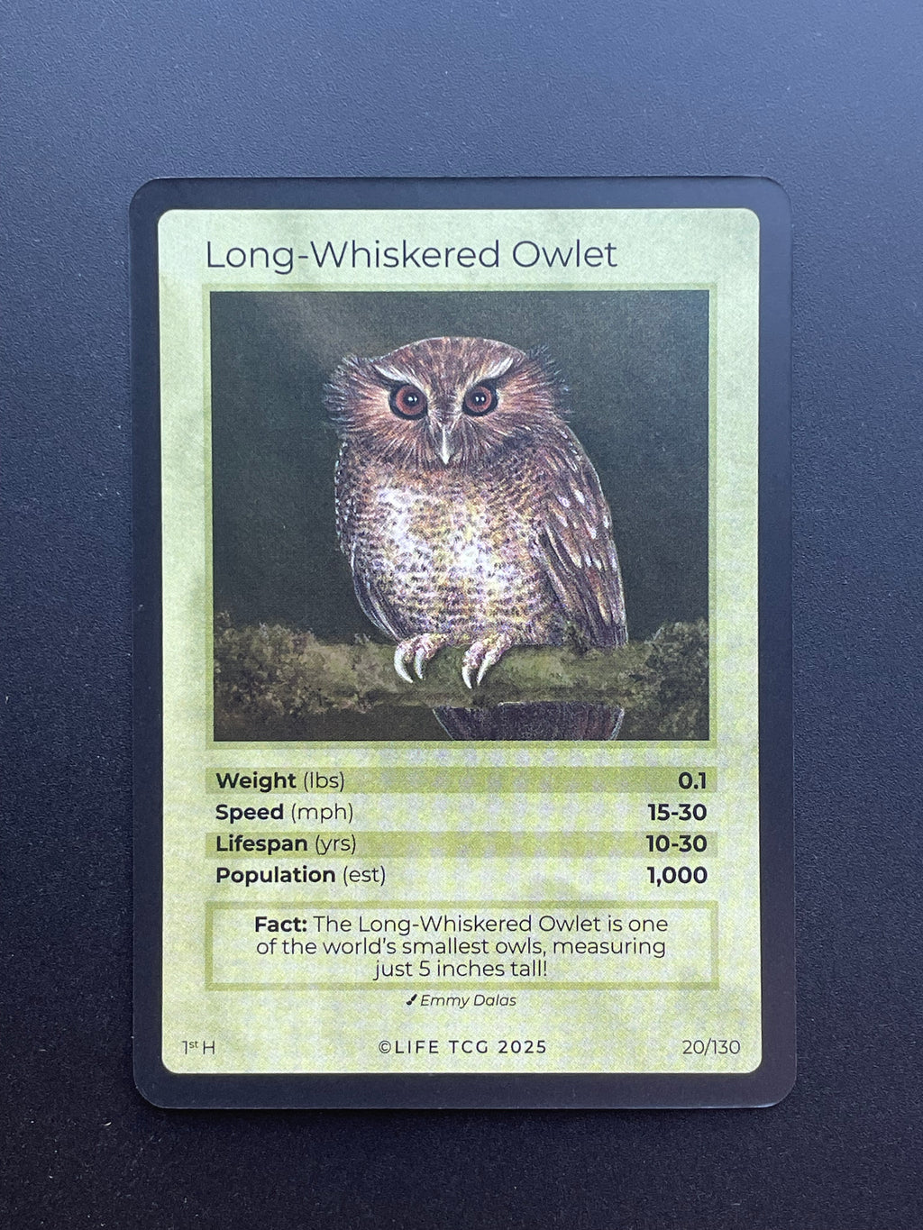 Long-Whiskered Owlet — Birds Holo #20/130 | LIFE TCG | 1st Edition (Pop: 1,000)