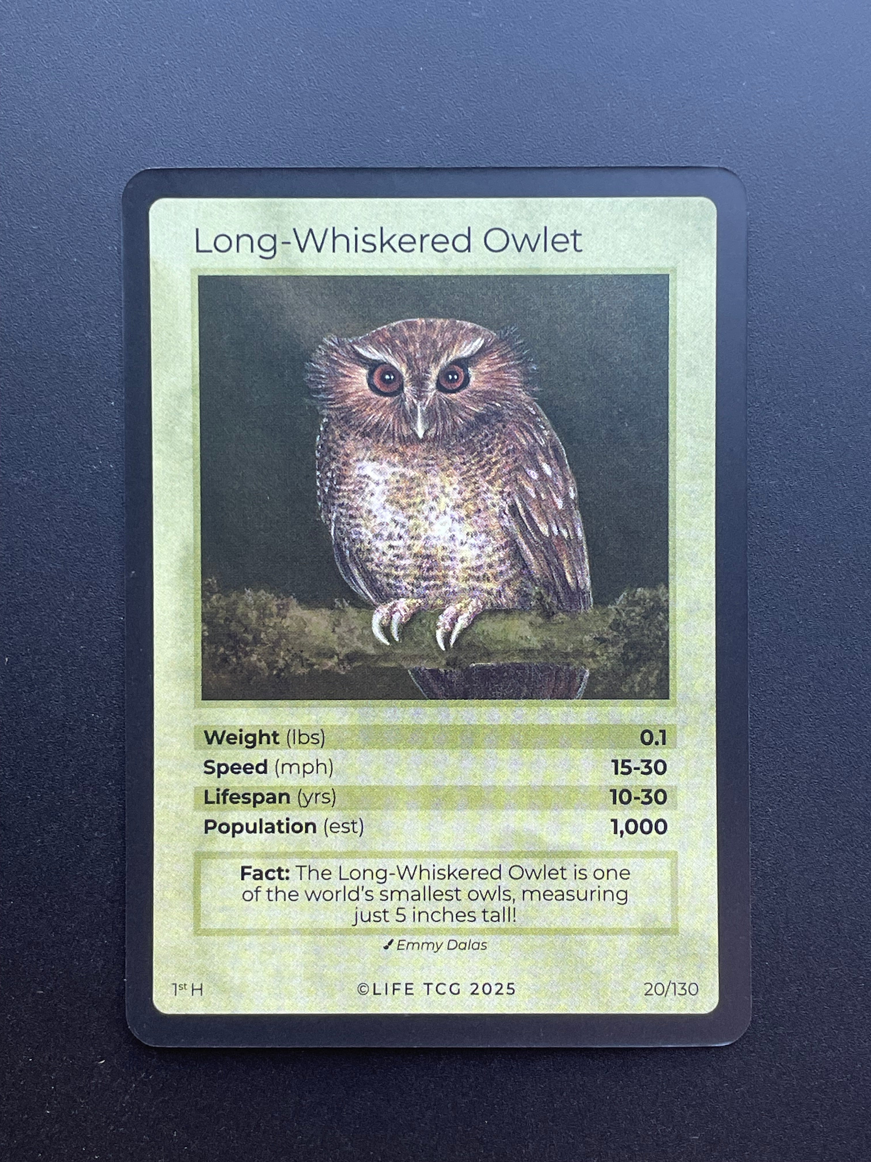 Long-Whiskered Owlet — Birds Holo #20/130 | LIFE TCG | 1st Edition (Pop: 1,000)