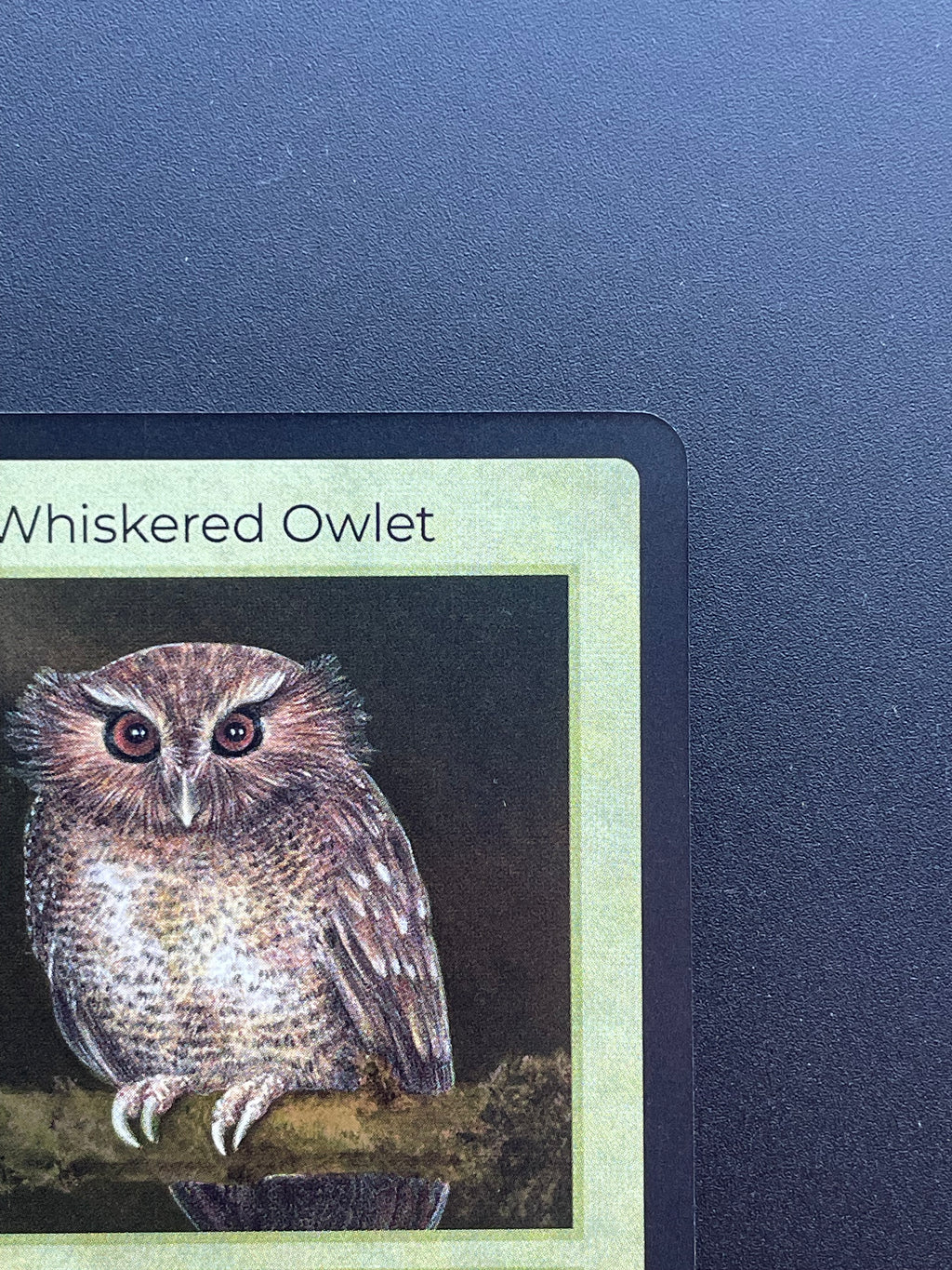 Long-Whiskered Owlet — Birds Holo #20/130 | LIFE TCG | 1st Edition (Pop: 1,000)