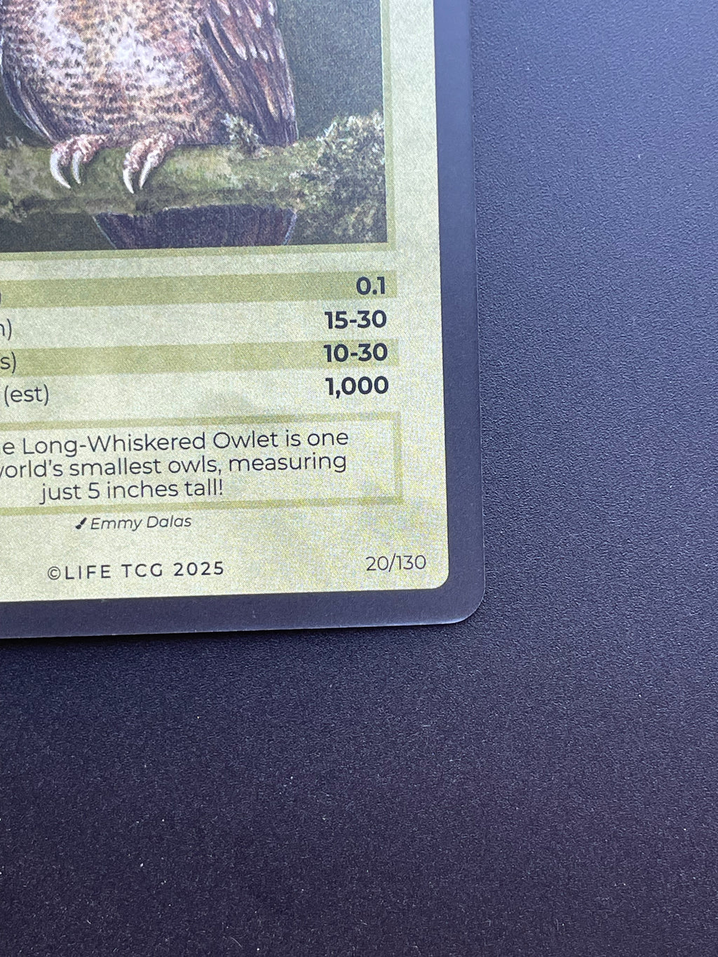 Long-Whiskered Owlet — Birds Holo #20/130 | LIFE TCG | 1st Edition (Pop: 1,000)
