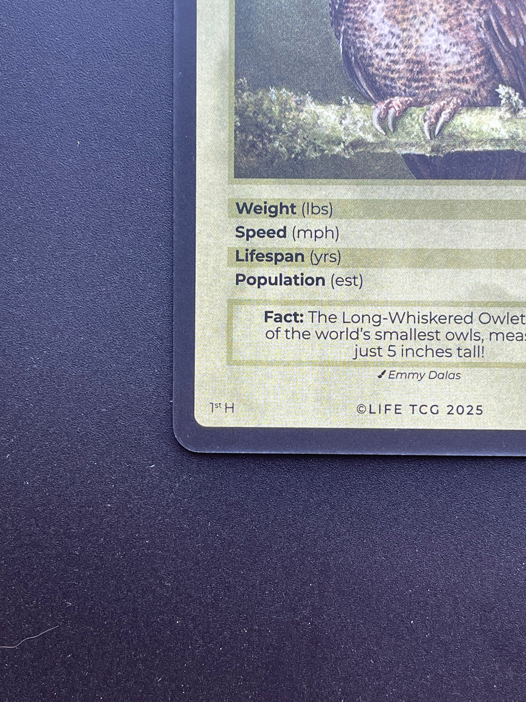 Long-Whiskered Owlet — Birds Holo #20/130 | LIFE TCG | 1st Edition (Pop: 1,000)