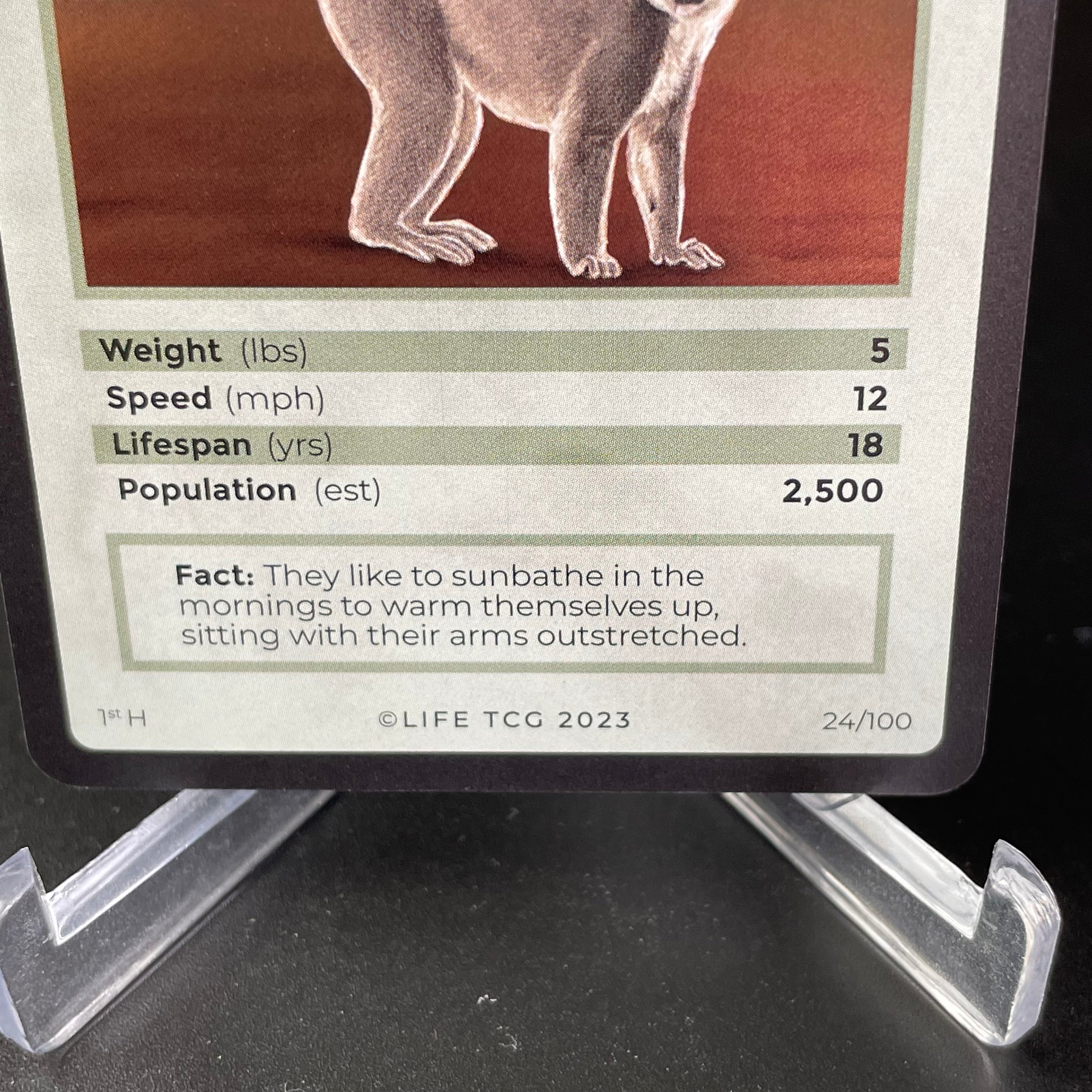 Ring-Tailed Lemur — Mammals Holo #24/100 | LIFE TCG | 1st Edition (Pop: 2,500)