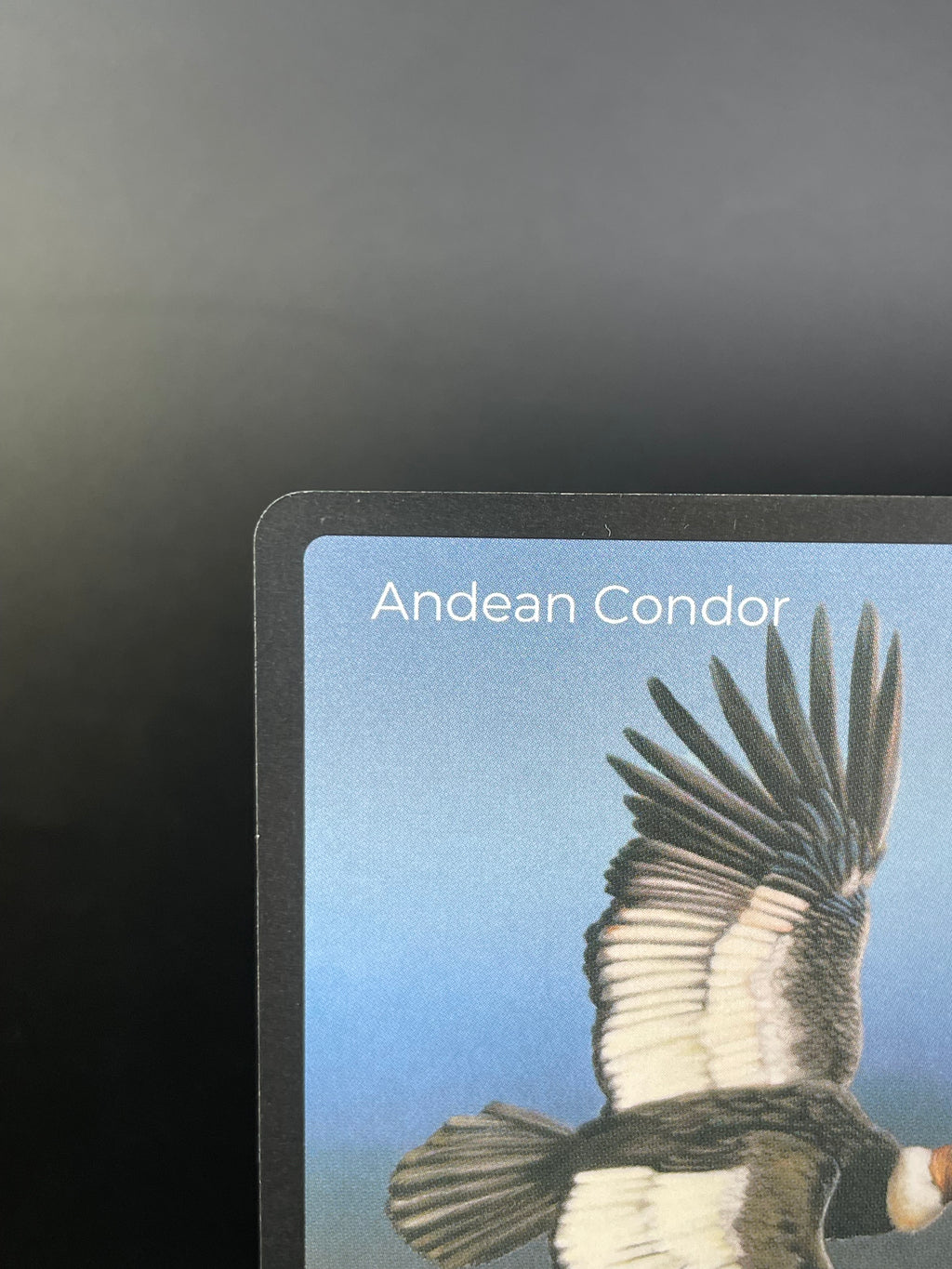 Andean Condor — Birds Full Art #35/130 | LIFE TCG | 1st Edition (Pop: 700)