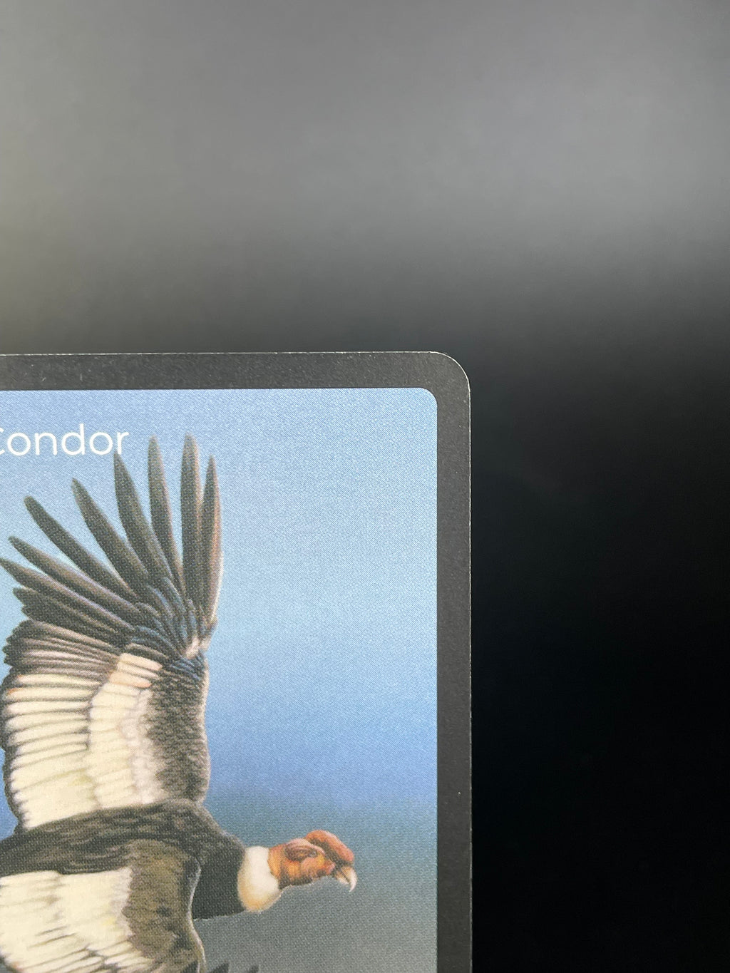 Andean Condor — Birds Full Art #35/130 | LIFE TCG | 1st Edition (Pop: 700)