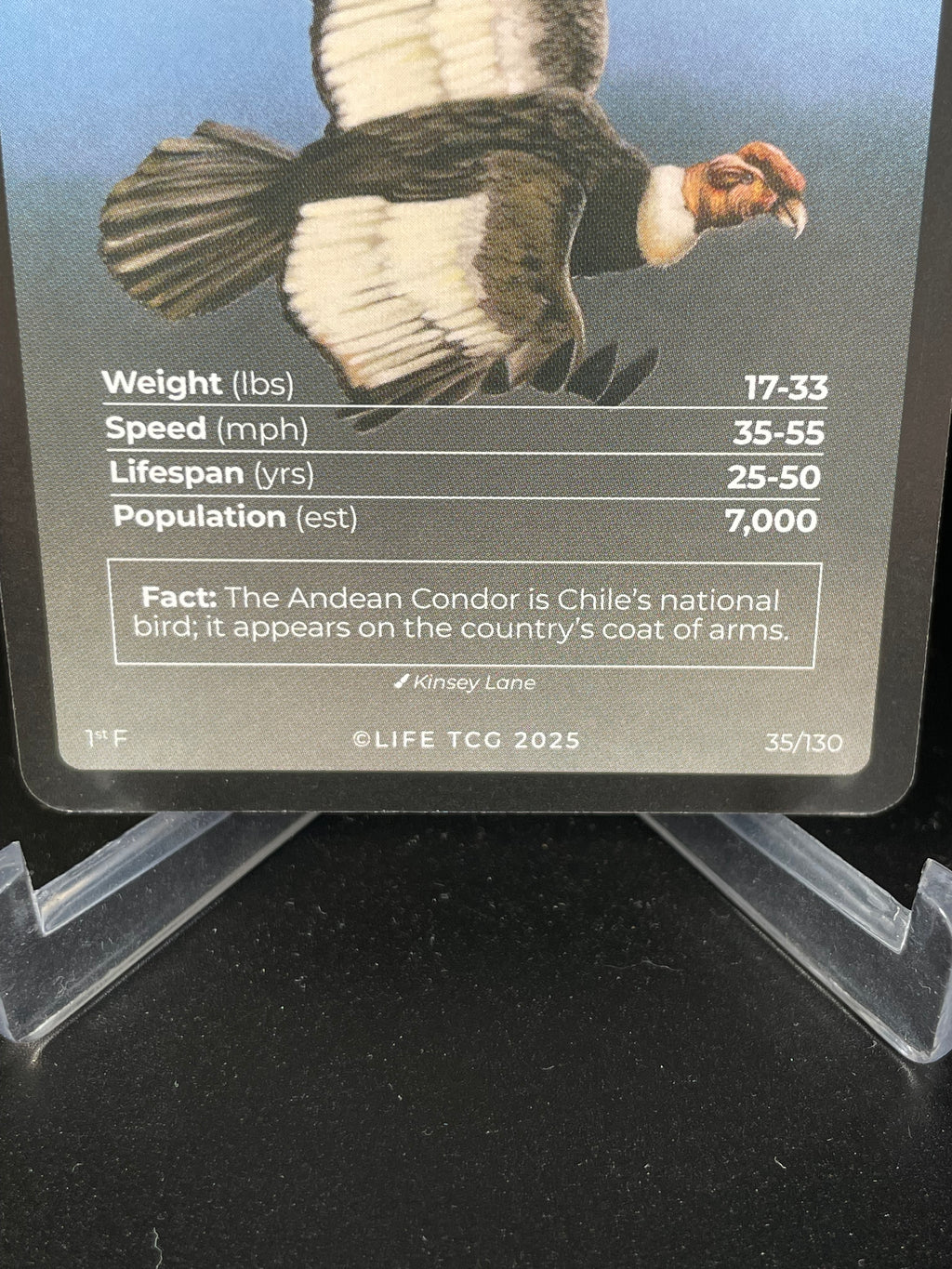 Andean Condor — Birds Full Art #35/130 | LIFE TCG | 1st Edition (Pop: 700)